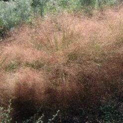 Undaunted® Ruby Muhly Grass -High Country Gardens Sales muhlenbergia reverchonii 3