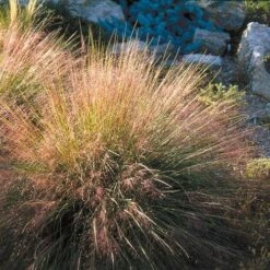Undaunted® Ruby Muhly Grass -High Country Gardens Sales muhlenbergia reverchon 71138 1 web 4