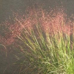 Undaunted® Ruby Muhly Grass -High Country Gardens Sales muhlenbergia reverchon 71138 web 3