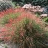 Undaunted® Ruby Muhly Grass -High Country Gardens Sales muhlenbergia reverchoniii hillside spruce lso color corrected plant select cropped 3