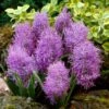 Cotton Candy Grape Hyacinth -High Country Gardens Sales muscari comosum plumosum cotton cany grape hyacinth 1 cropped