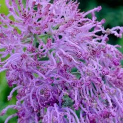 Cotton Candy Grape Hyacinth 6 Cotton Candy Grape Hyacinth -High Country Gardens Sales muscari comosum plumosum cotton cany grape hyacinth close up cropped