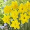 Dutch Master Trumpet Daffodil 1 Dutch Master Trumpet Daffodil -High Country Gardens Sales narcissus daffodil dutch master 2 2