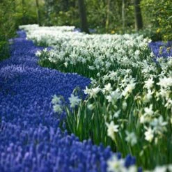 Thalia Daffodil 7 Thalia Daffodil -High Country Gardens Sales narcissus thalia muscari armen 2