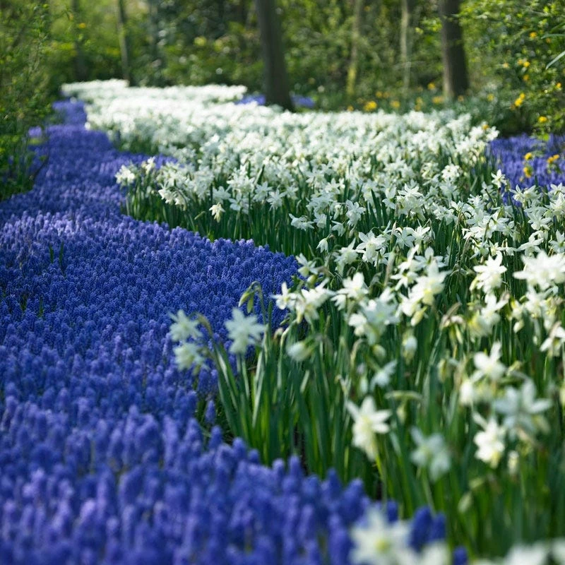 Thalia Daffodil 5 Thalia Daffodil - Image 3