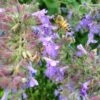Select Blue Nepeta -High Country Gardens Sales nepeta faassenii select blue customer photo cropped 19