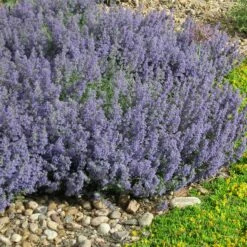 Select Blue Nepeta -High Country Gardens Sales nepeta faassenii select blue delosperma nubiginum