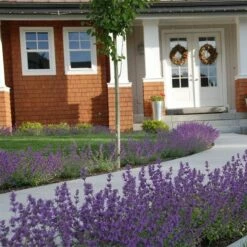 Little Trudy® Nepeta -High Country Gardens Sales nepeta little trudy catmint must credit plant select 1