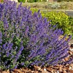 Walker's Deep Blue Nepeta -High Country Gardens Sales nepeta walkers dark blue 4 cc cropped