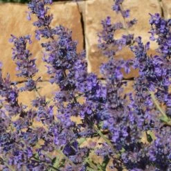 Walker's Deep Blue Nepeta -High Country Gardens Sales nepeta walkers dark blue close up of flwr cropped