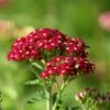 New Vintage™ Red Yarrow -High Country Gardens Sales new vintage red yarrow achillea