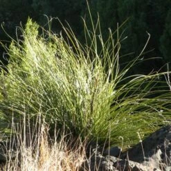 Green's Beargrass (Nolina) -High Country Gardens Sales nolina texana san miguel co