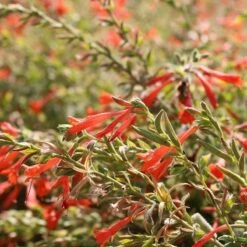 Orange Carpet® Creeping Hummingbird Trumpet (Zauschneria) 8 Orange Carpet® Creeping Hummingbird Trumpet (Zauschneria) -High Country Gardens Sales orange carpet creeping hummingbird trumpet zauschneria close up 1