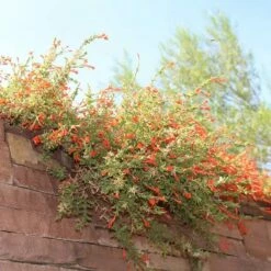 Orange Carpet® Creeping Hummingbird Trumpet (Zauschneria) 10 Orange Carpet® Creeping Hummingbird Trumpet (Zauschneria) -High Country Gardens Sales orange carpet creeping hummingbird trumpet zauschneria hanging garden flowers