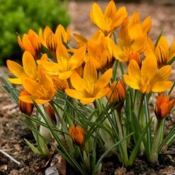 Magic Carpet Bulb Collection -High Country Gardens Sales orange monarch snow crocus cropped