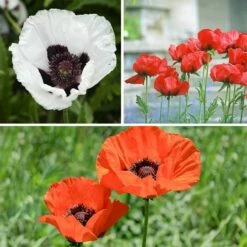 Oriental Poppy Collection (Papaver) -High Country Gardens Sales oriental poppy perennial collection 10 18 23