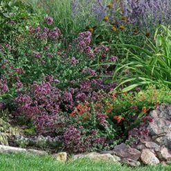Rotkugel Ornamental Oregano -High Country Gardens Sales origanum rotkugel web