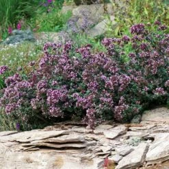 Rotkugel Ornamental Oregano -High Country Gardens Sales origanum rotkugel 1 cropped web