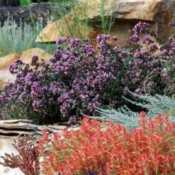 Rotkugel Ornamental Oregano -High Country Gardens Sales origanum rotkugel 3 cropped web