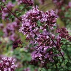 Rotkugel Ornamental Oregano -High Country Gardens Sales origanum rotkugel close up cropped