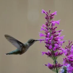 August Afternoons Pre-Planned Garden -High Country Gardens Sales pam koch hummingbird agastache ava az