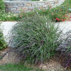 Ruby Ribbons® Prairie Switchgrass 11 Ruby Ribbons® Prairie Switchgrass -High Country Gardens Sales panicum virgatum ruby ribbons switchgrass 6 1