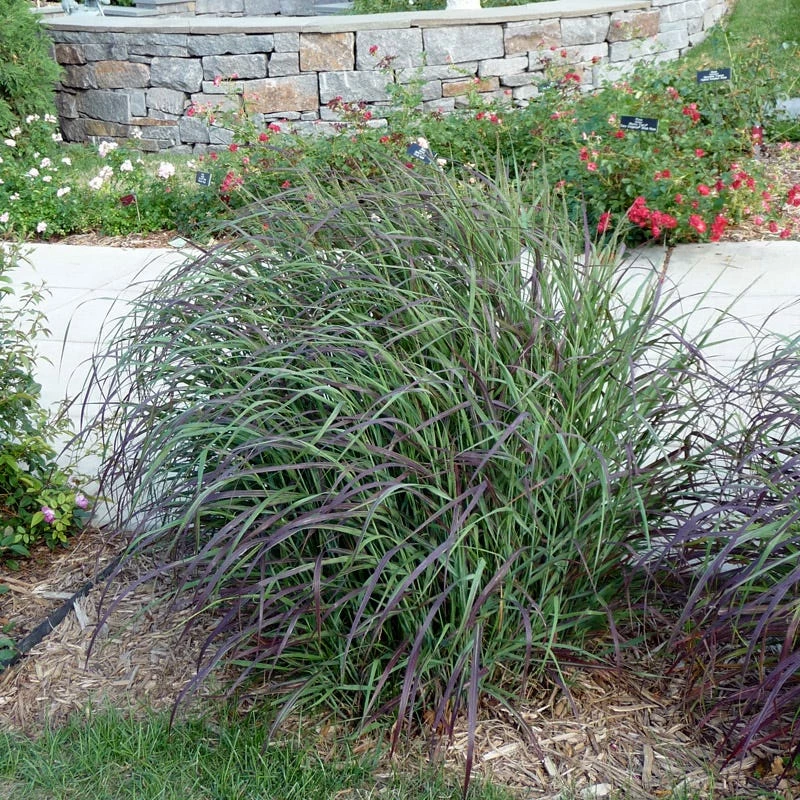 Ruby Ribbons® Prairie Switchgrass 7 Ruby Ribbons® Prairie Switchgrass - Image 5