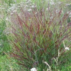 Shenandoah Switch Grass -High Country Gardens Sales panicum shenandoah hni 01 cropped