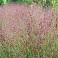 Shenandoah Switch Grass -High Country Gardens Sales panicum shenandoah hni 1 cropped