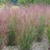 Shenandoah Switch Grass -High Country Gardens Sales panicum shenandoah hni cropped