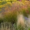 Ruby Ribbons® Prairie Switchgrass -High Country Gardens Sales panicum virgatum ruby ribbons