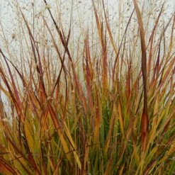Ruby Ribbons® Prairie Switchgrass 8 Ruby Ribbons® Prairie Switchgrass -High Country Gardens Sales panicum virgatum ruby ribbons 1 1