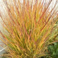 Ruby Ribbons® Prairie Switchgrass 9 Ruby Ribbons® Prairie Switchgrass -High Country Gardens Sales panicum virgatum ruby ribbons 2 1