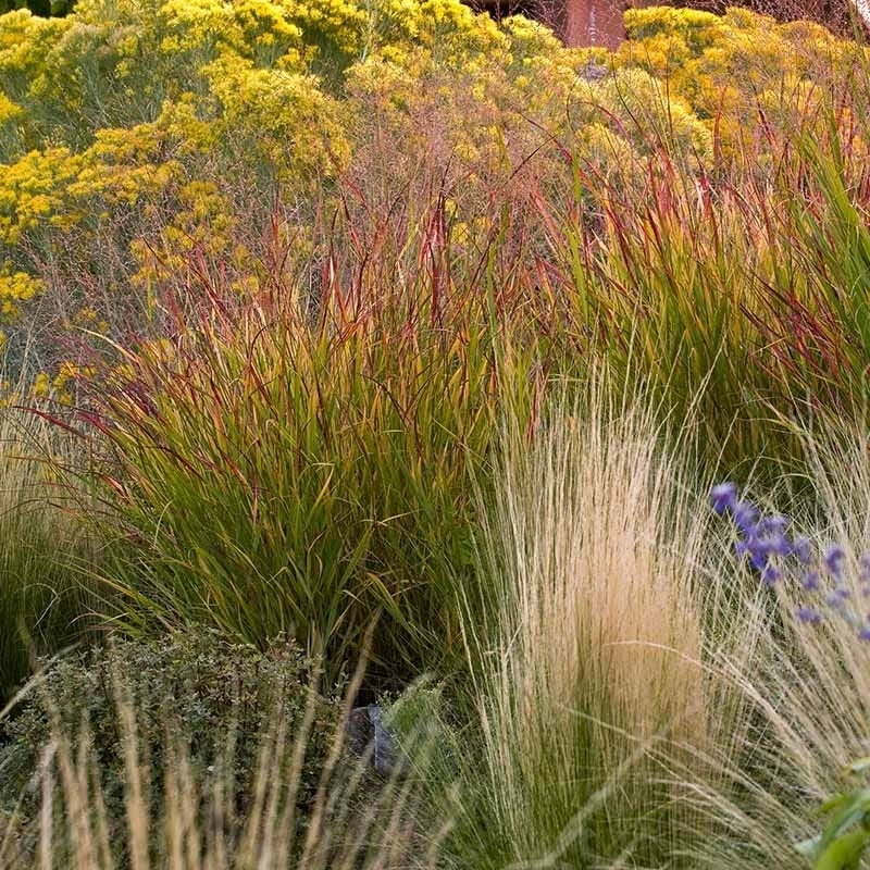 Ruby Ribbons® Prairie Switchgrass 3 Ruby Ribbons® Prairie Switchgrass