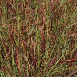 Shenandoah Switch Grass -High Country Gardens Sales panicum virgatum shenandoah 74540 web 2 1