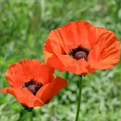 Brilliant Oriental Poppy 7 Brilliant Oriental Poppy -High Country Gardens Sales papaver orientale brilliant oriental poppy