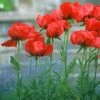 Oriental Poppy Collection (Papaver)