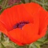 Brilliant Oriental Poppy -High Country Gardens Sales papaver brilliant andrea ogden web 1 1