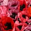 Fruit Punch Oriental Poppy -High Country Gardens Sales papaver fruit punch oriental poppy 1