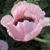 Coral Reef Oriental Poppy -High Country Gardens Sales papaver orientale coral reef