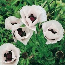 Royal Wedding Oriental Poppy -High Country Gardens Sales papaver orientale royal wedding 1