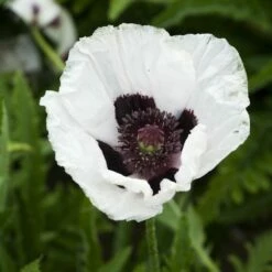 Royal Wedding Oriental Poppy -High Country Gardens Sales papaver royal wedding walters gardens cropped