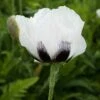 Royal Wedding Oriental Poppy -High Country Gardens Sales papaver royal wedding walters gardens cropped 2