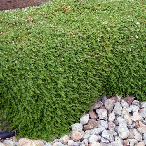 Paronychia (Silver Nailwort) 3 Paronychia (Silver Nailwort)