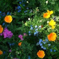 Partial Shade Wildflower Seed Mix 9 Partial Shade Wildflower Seed Mix -High Country Gardens Sales partial shade wildflower mix 1