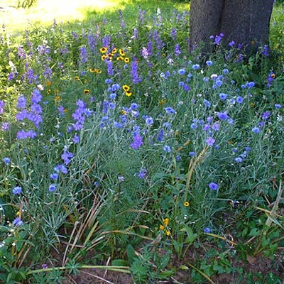 Partial Shade Wildflower Seed Mix 3 Partial Shade Wildflower Seed Mix