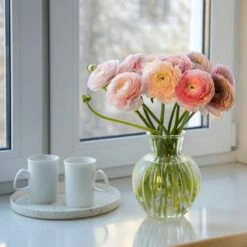 Pastel Ranunculus Mix -High Country Gardens Sales pastel ranunculus mix pastel persian buttercup mix window still vase