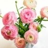 Pastel Ranunculus Mix -High Country Gardens Sales pastel ranunculus mix vase pink peach white