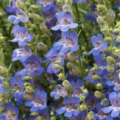 Blue Lips Penstemon -High Country Gardens Sales penstemon blue lips beardtongue