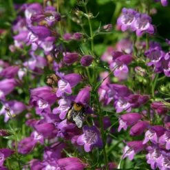 Pike's Peak Purple® Penstemon -High Country Gardens Sales penstemon mexicali pikes peak flowers pollinator